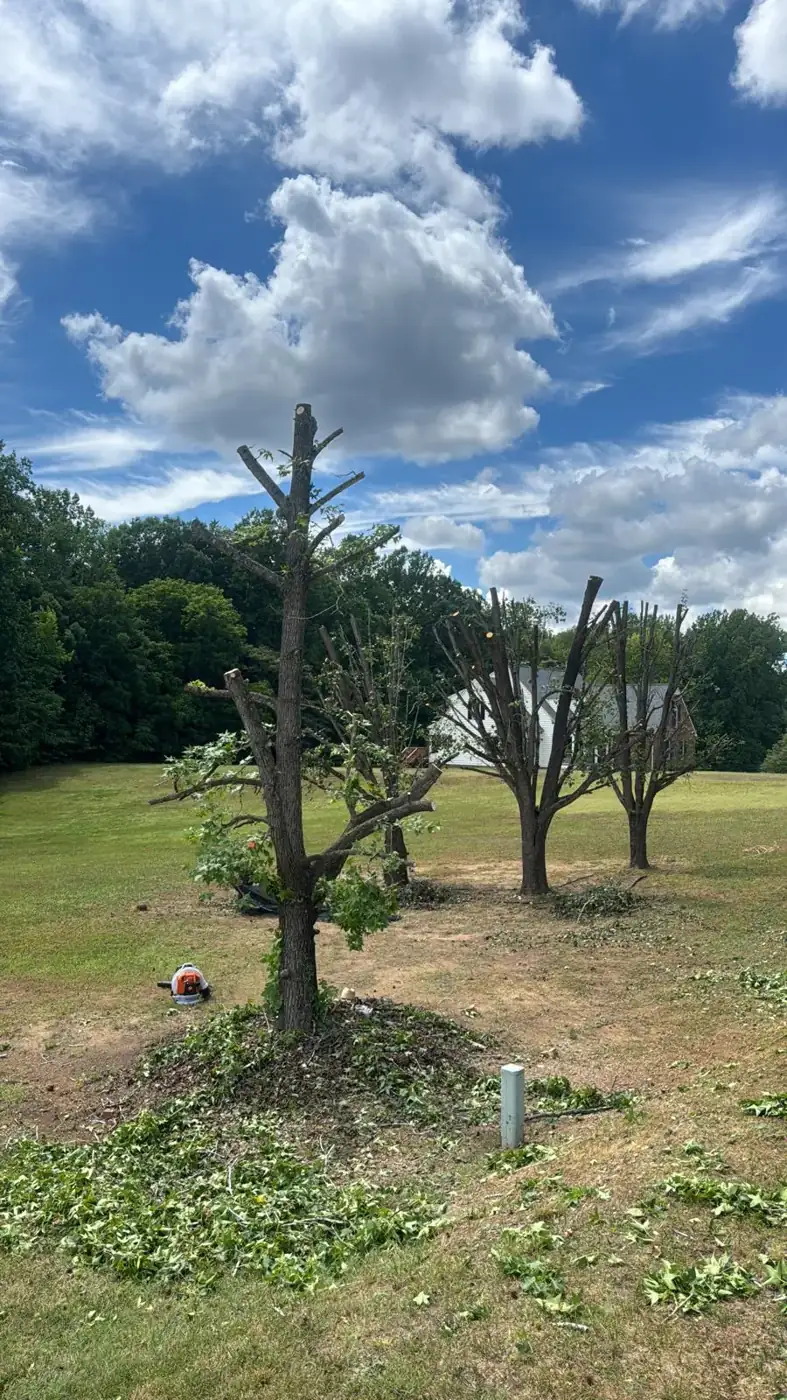Large trees cut back to their main trunks on a residential lot